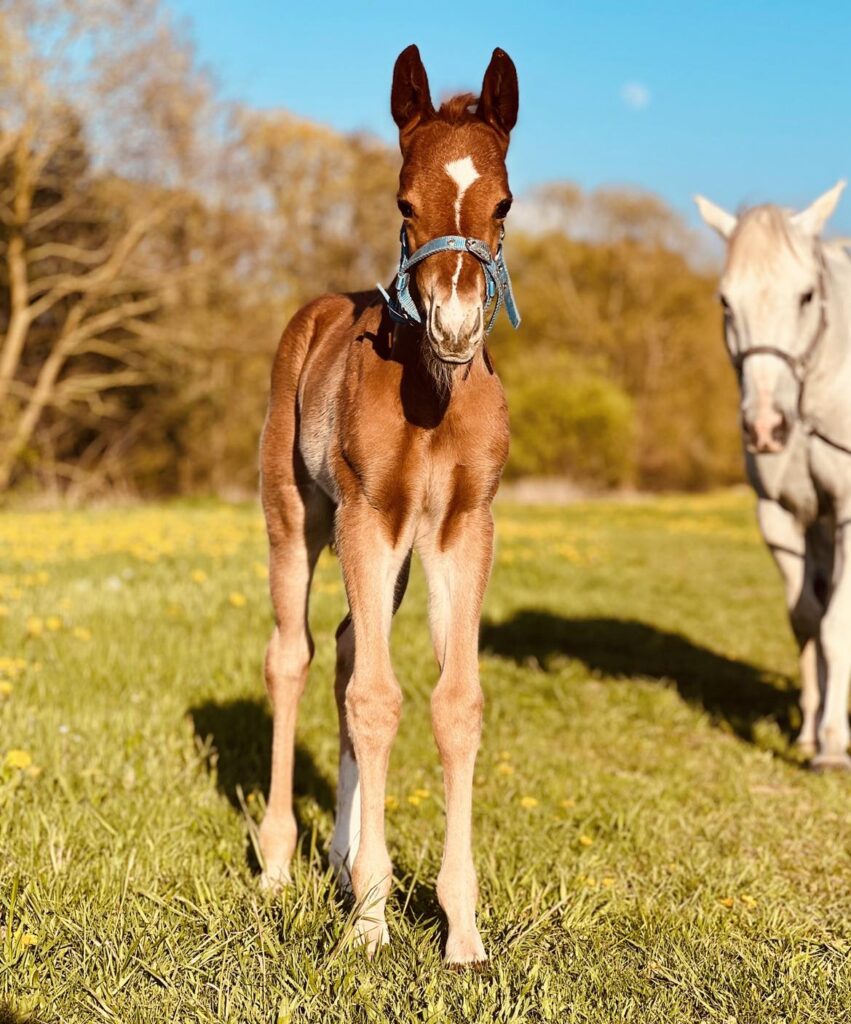 Americký Quarter Horse